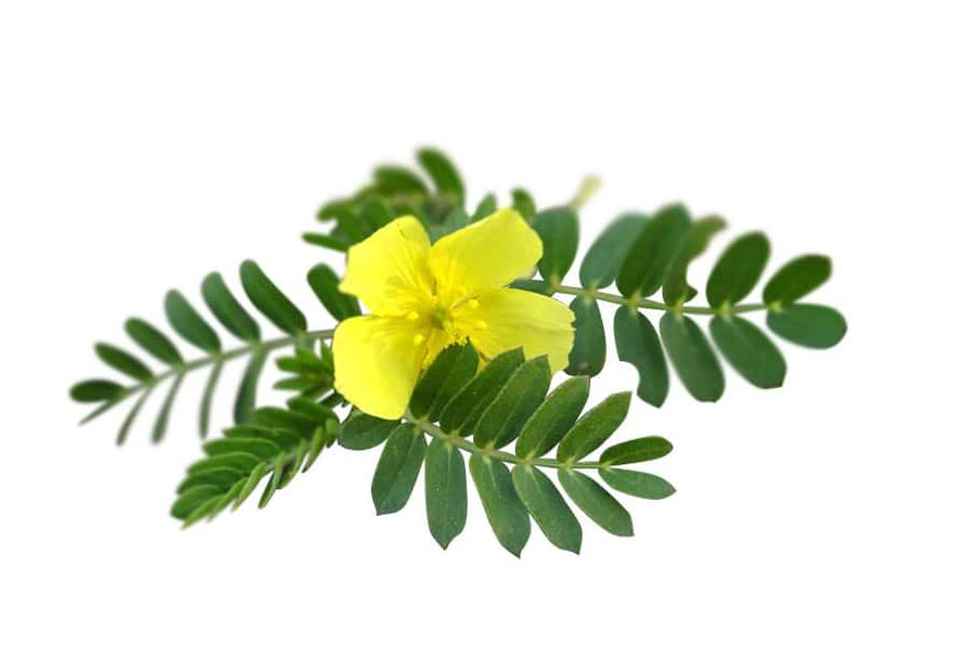 Tribulus terrestris Glucoren-en parte gisa